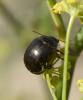 Chrysolina peregrina